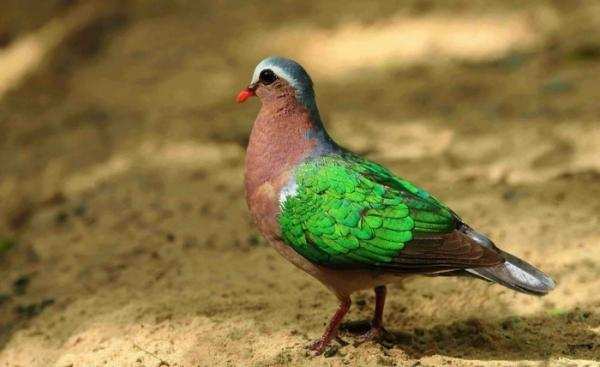 The Magnificent Official State Birds of India you just can’t miss