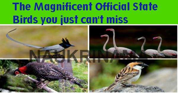 The Magnificent Official State Birds of India you just can’t miss