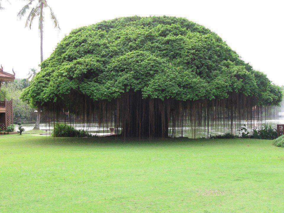 Official State Trees of India that you should know