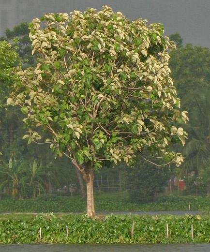 Official State Trees of India that you should know