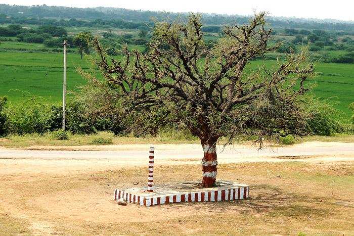 Official State Trees of India that you should know