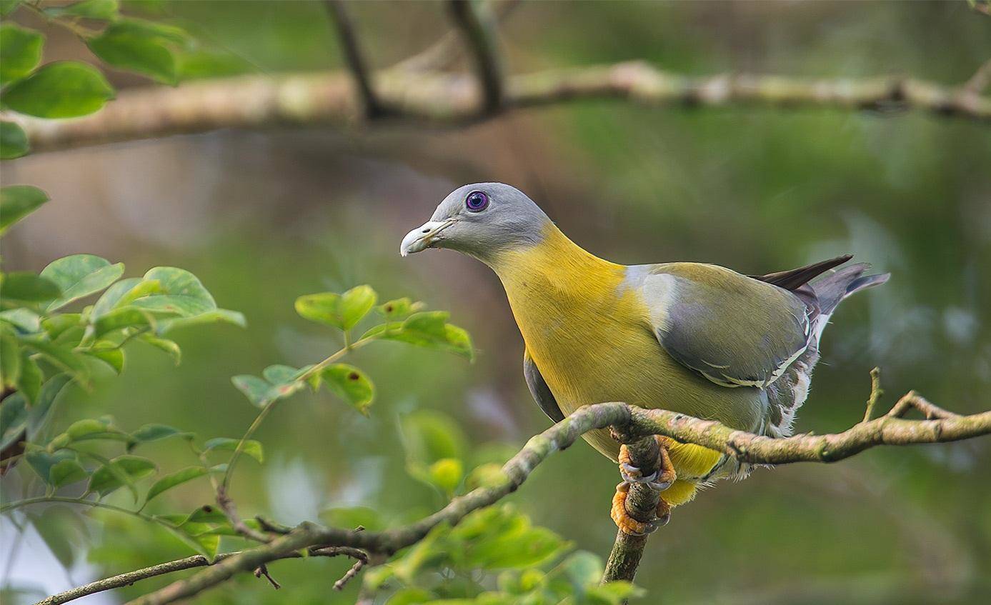 The Magnificent Official State Birds of India you just can’t miss