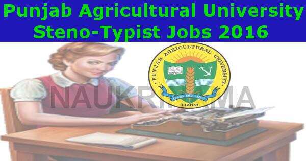 Punjab Agricultural University Steno-Typist Jobs 2016