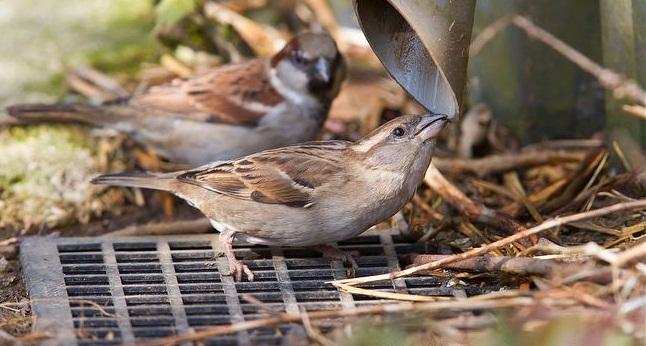 The Magnificent Official State Birds of India you just can’t miss