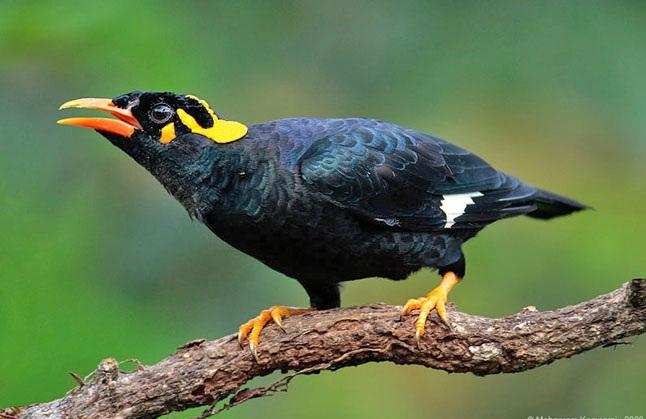 The Magnificent Official State Birds of India you just can’t miss