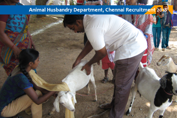 Animal Husbandry Department, Chennai Job for Animal Husbandry Assistant on  1573 Posts