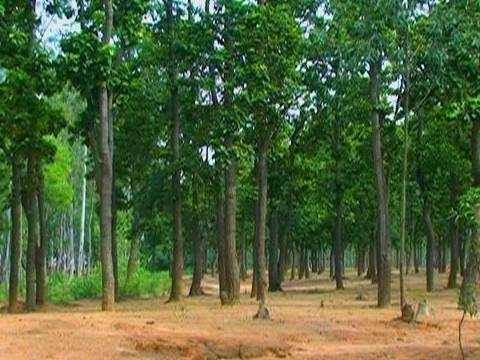 Official State Trees of India that you should know