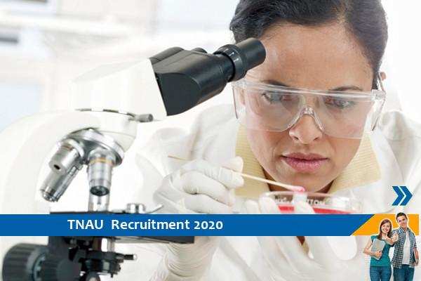 Recruitment to the post of Research Assistant in TNAU