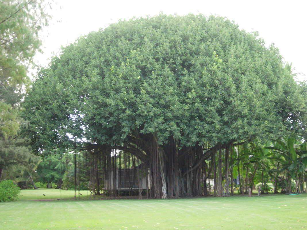 Official State Trees of India that you should know