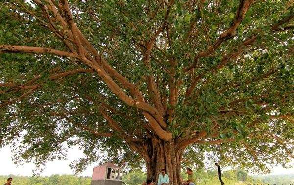 Official State Trees of India that you should know