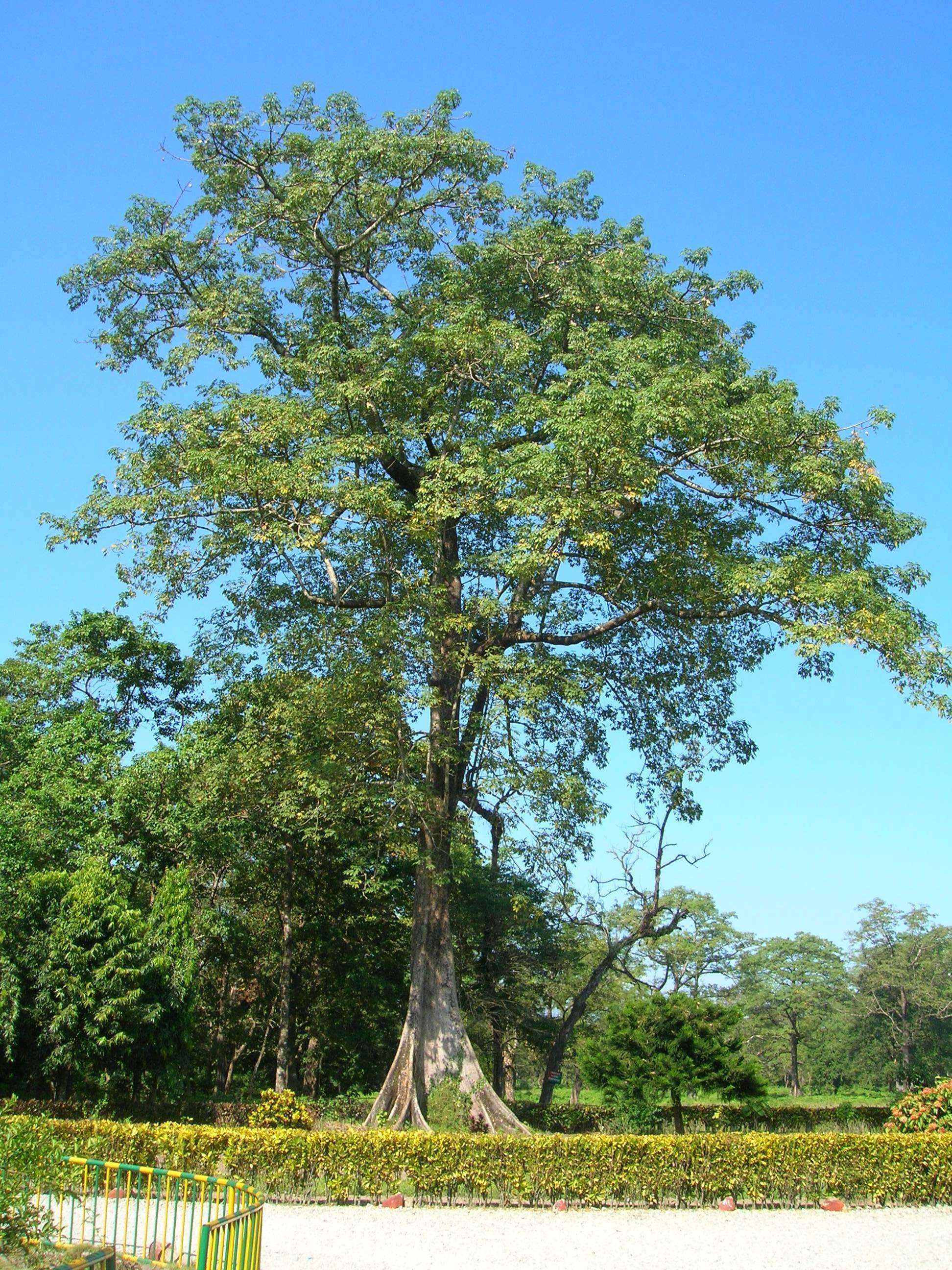 Official State Trees of India that you should know