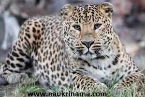 10 vacant seats for Forest Guard at Forest Department Pauri