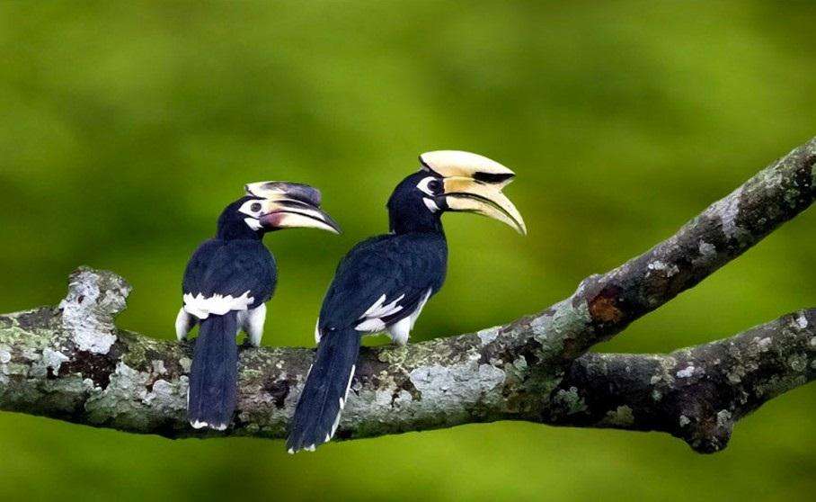 The Magnificent Official State Birds of India you just can’t miss