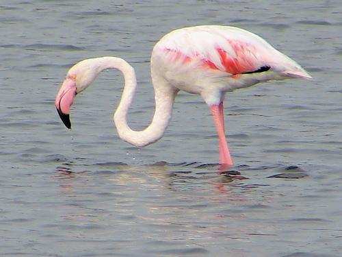 The Magnificent Official State Birds of India you just can’t miss