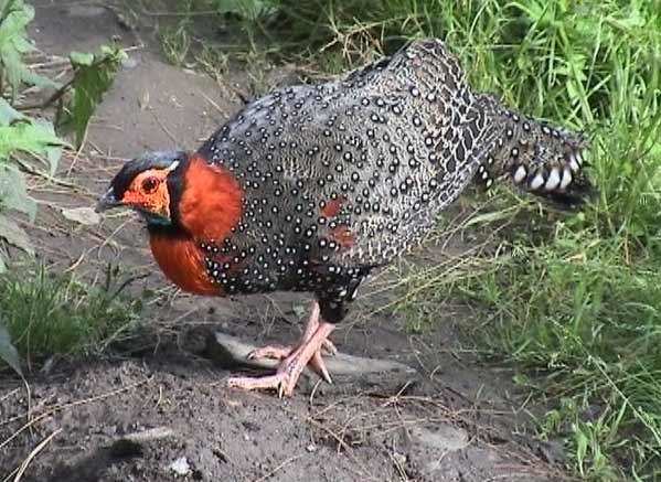 The Magnificent Official State Birds of India you just can’t miss