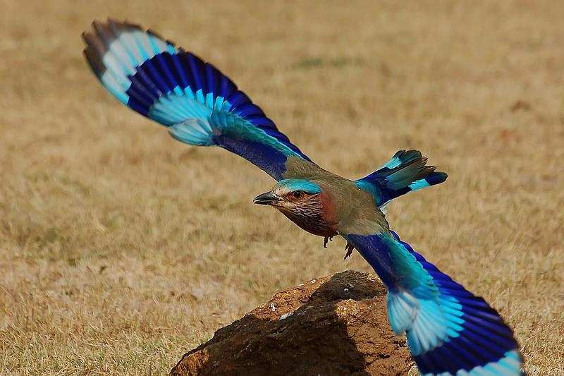 The Magnificent Official State Birds of India you just can’t miss