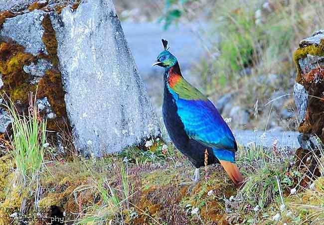 The Magnificent Official State Birds of India you just can’t miss