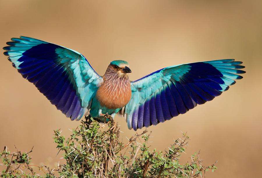 The Magnificent Official State Birds of India you just can’t miss