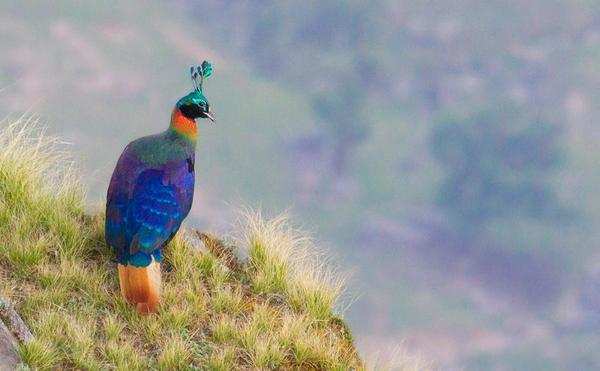 The Magnificent Official State Birds of India you just can’t miss