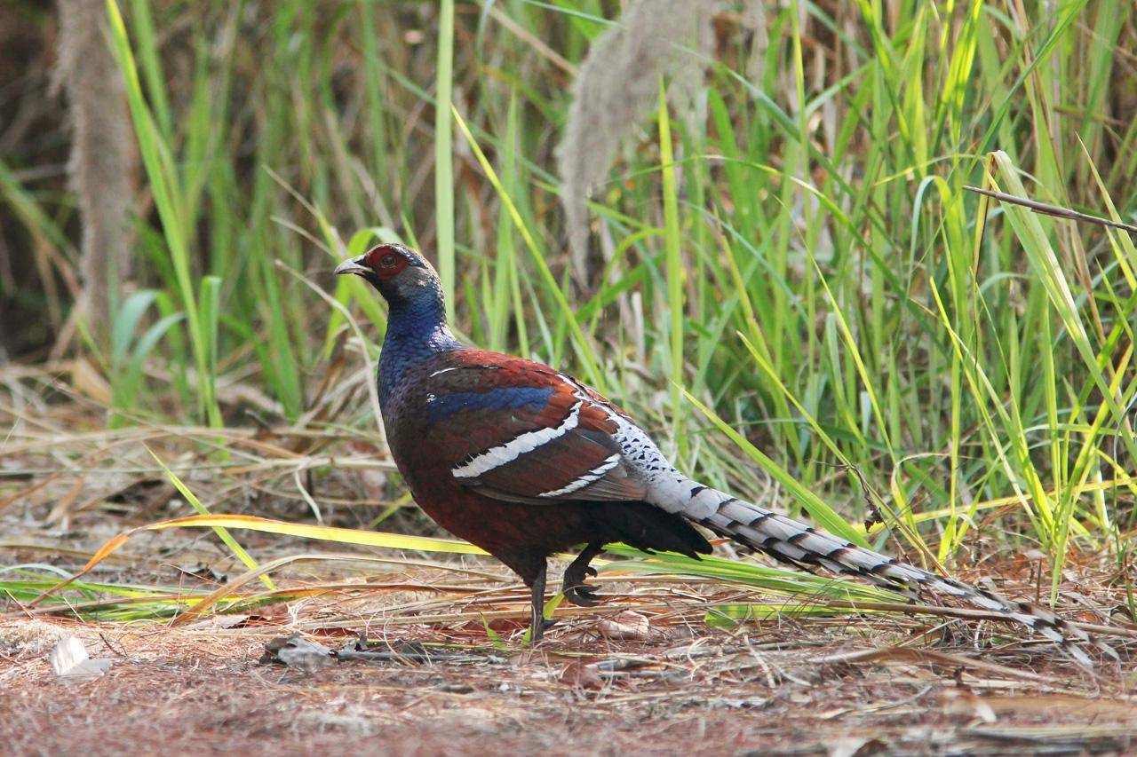 The Magnificent Official State Birds of India you just can’t miss