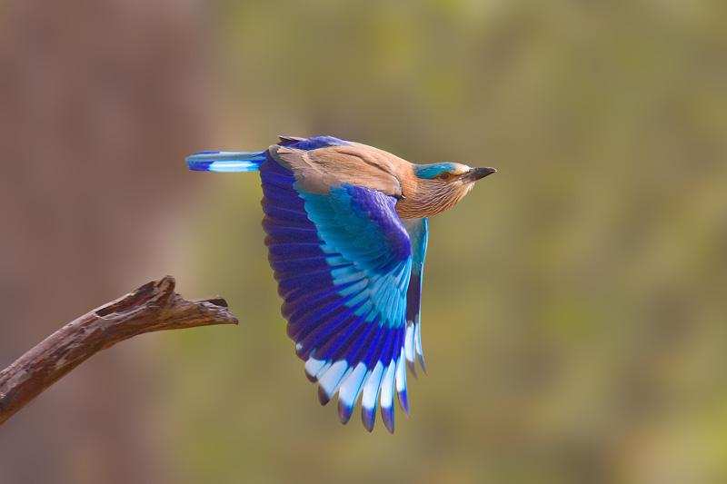 The Magnificent Official State Birds of India you just can’t miss