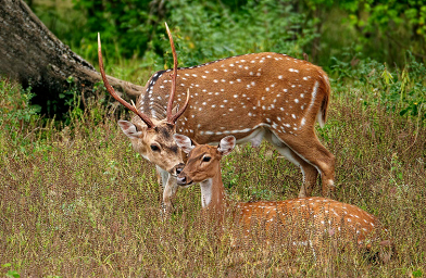 List of Official State Animals of India, Check which is of your State