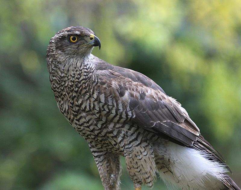 The Magnificent Official State Birds of India you just can’t miss