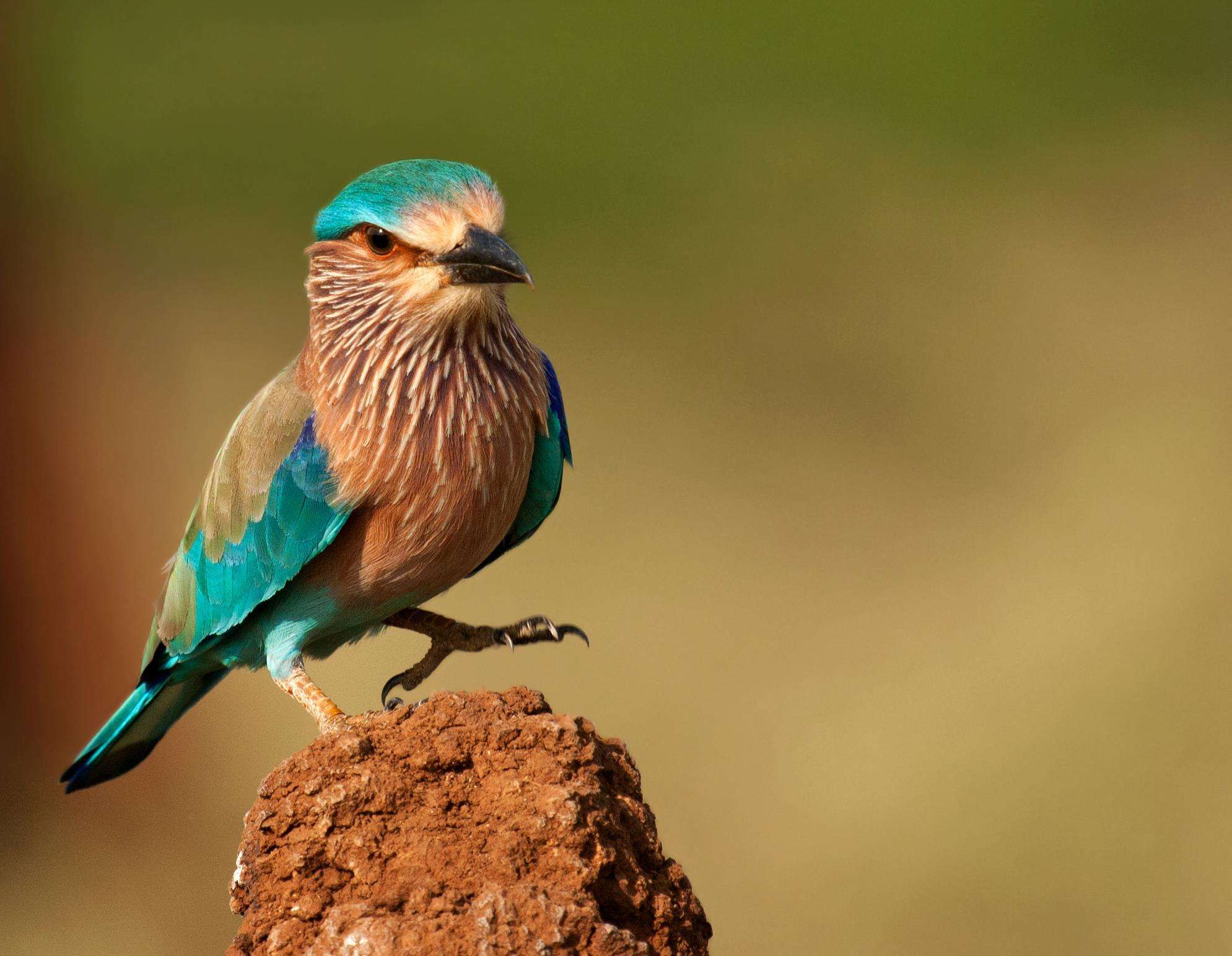 The Magnificent Official State Birds of India you just can’t miss