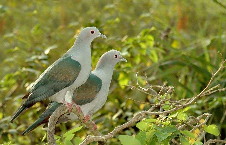 The Magnificent Official State Birds of India you just can’t miss