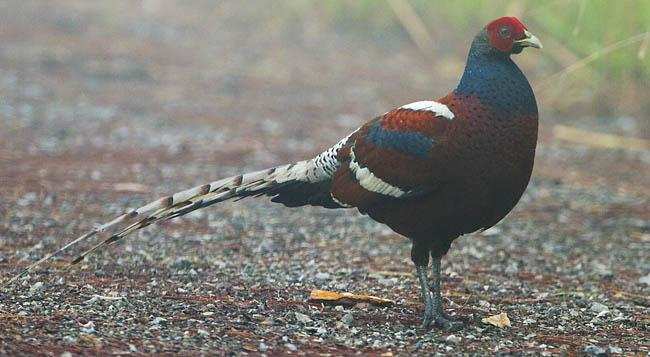 The Magnificent Official State Birds of India you just can’t miss