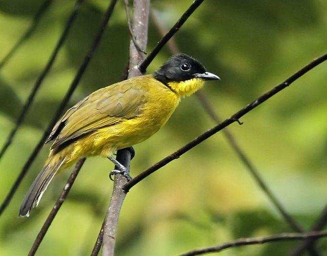 The Magnificent Official State Birds of India you just can’t miss