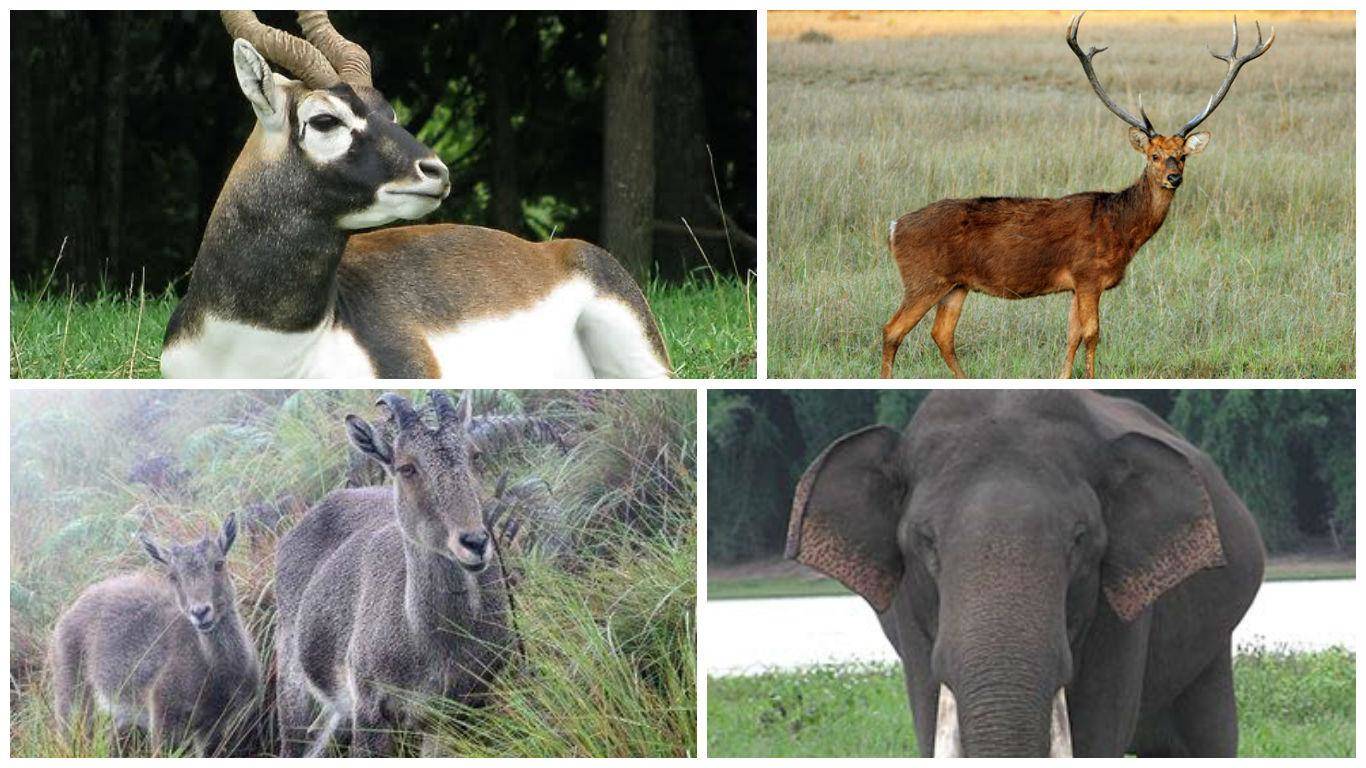 List of Official State Animals of India, Check which is of your State