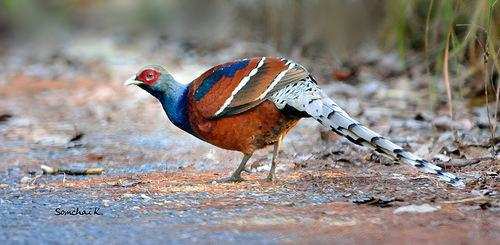 The Magnificent Official State Birds of India you just can’t miss