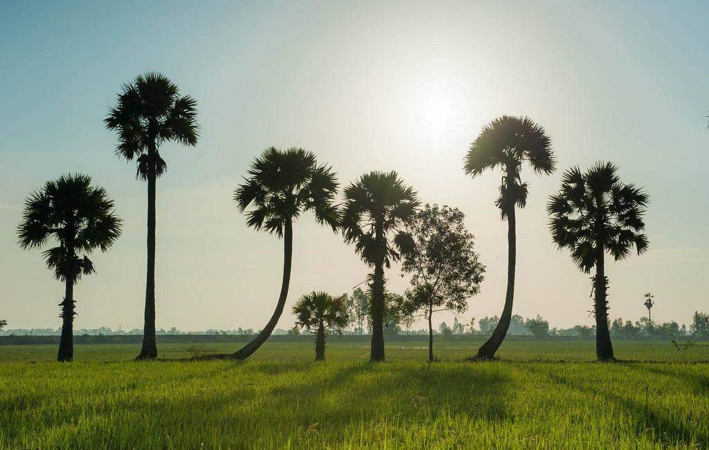 Official State Trees of India that you should know