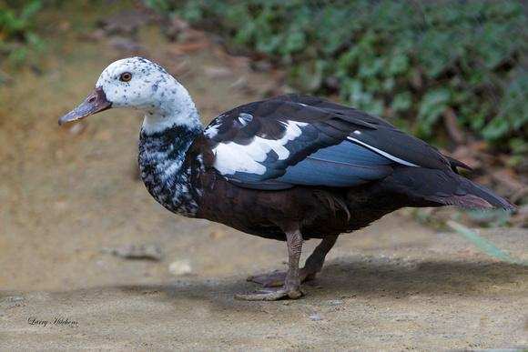 The Magnificent Official State Birds of India you just can’t miss