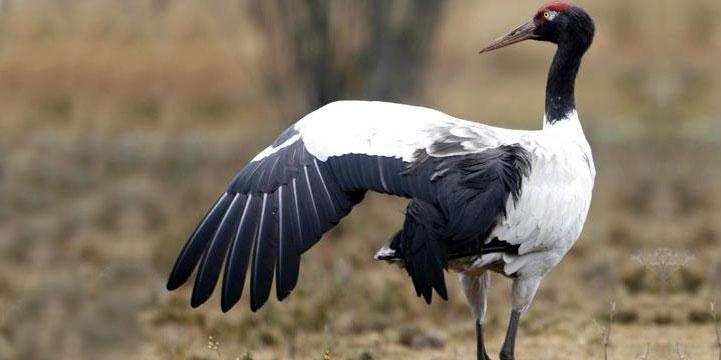 The Magnificent Official State Birds of India you just can’t miss