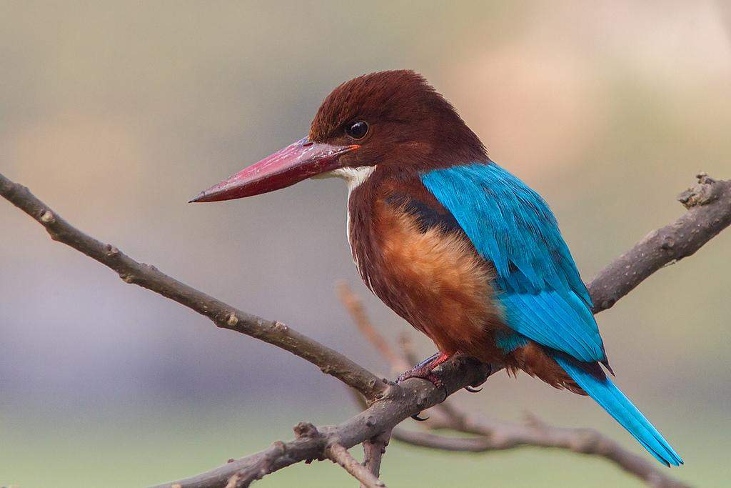 The Magnificent Official State Birds of India you just can’t miss