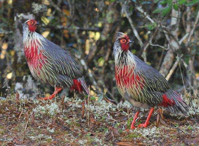 The Magnificent Official State Birds of India you just can’t miss