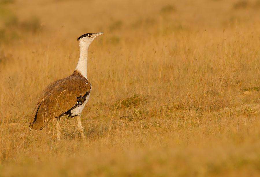 The Magnificent Official State Birds of India you just can’t miss