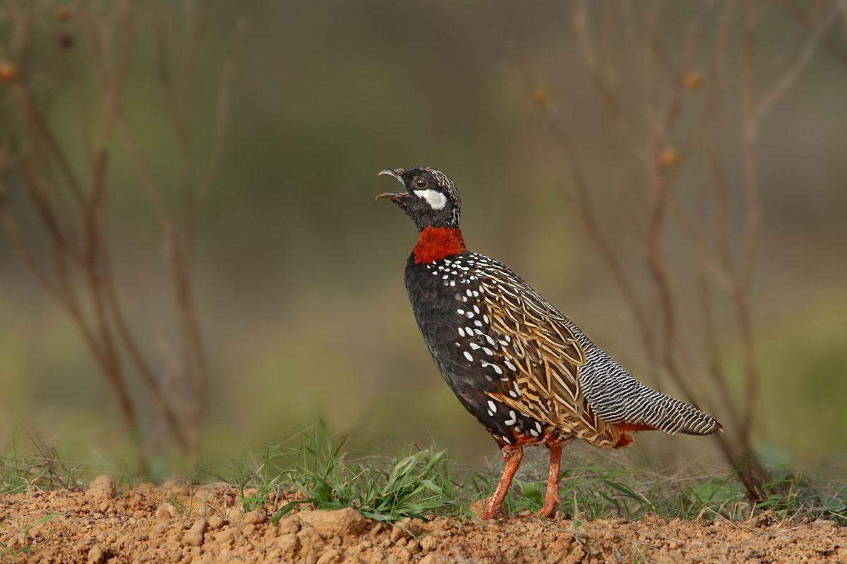 The Magnificent Official State Birds of India you just can’t miss