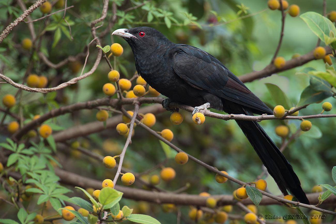 The Magnificent Official State Birds of India you just can’t miss