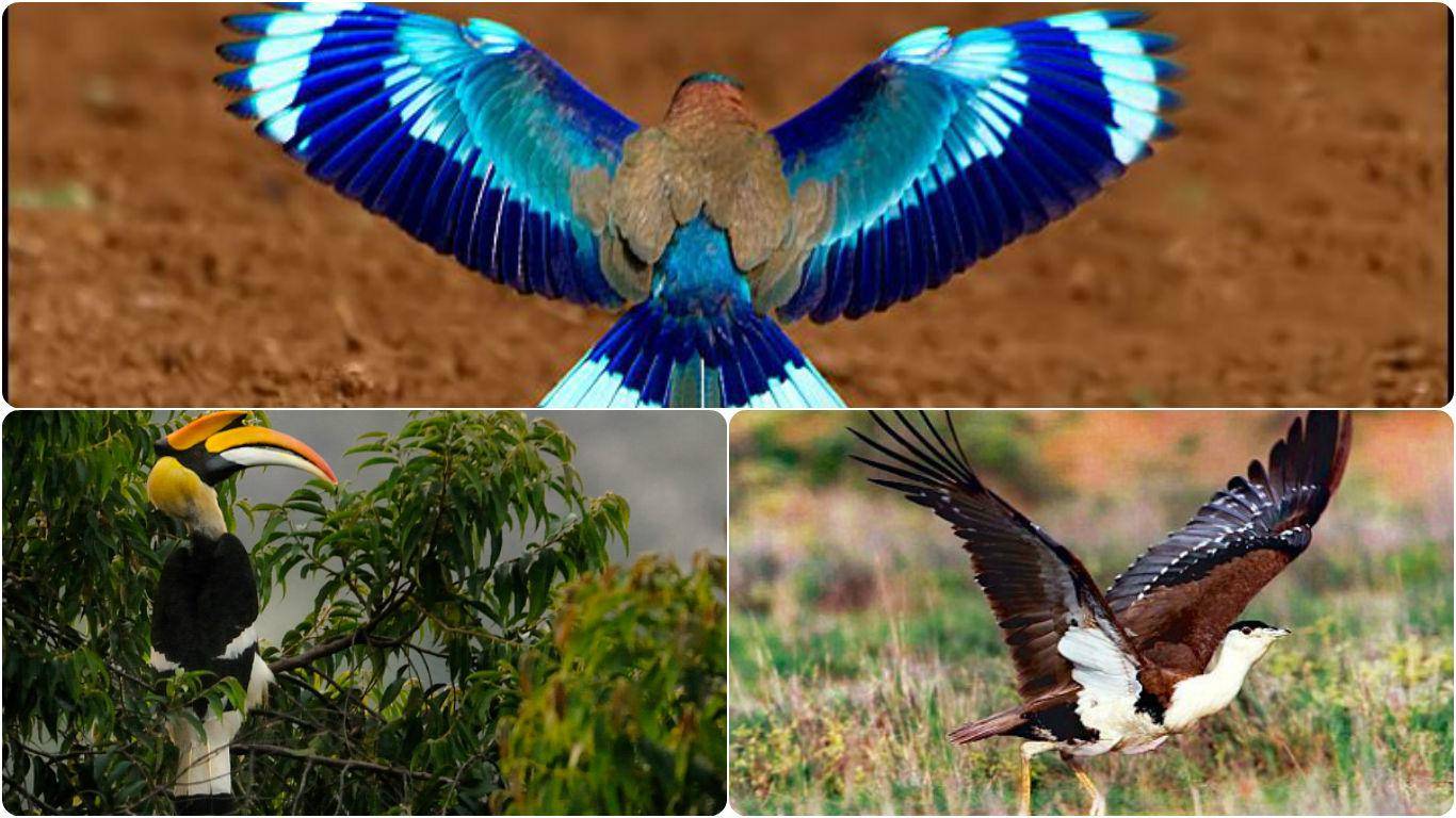 The Magnificent Official State Birds of India you just can’t miss