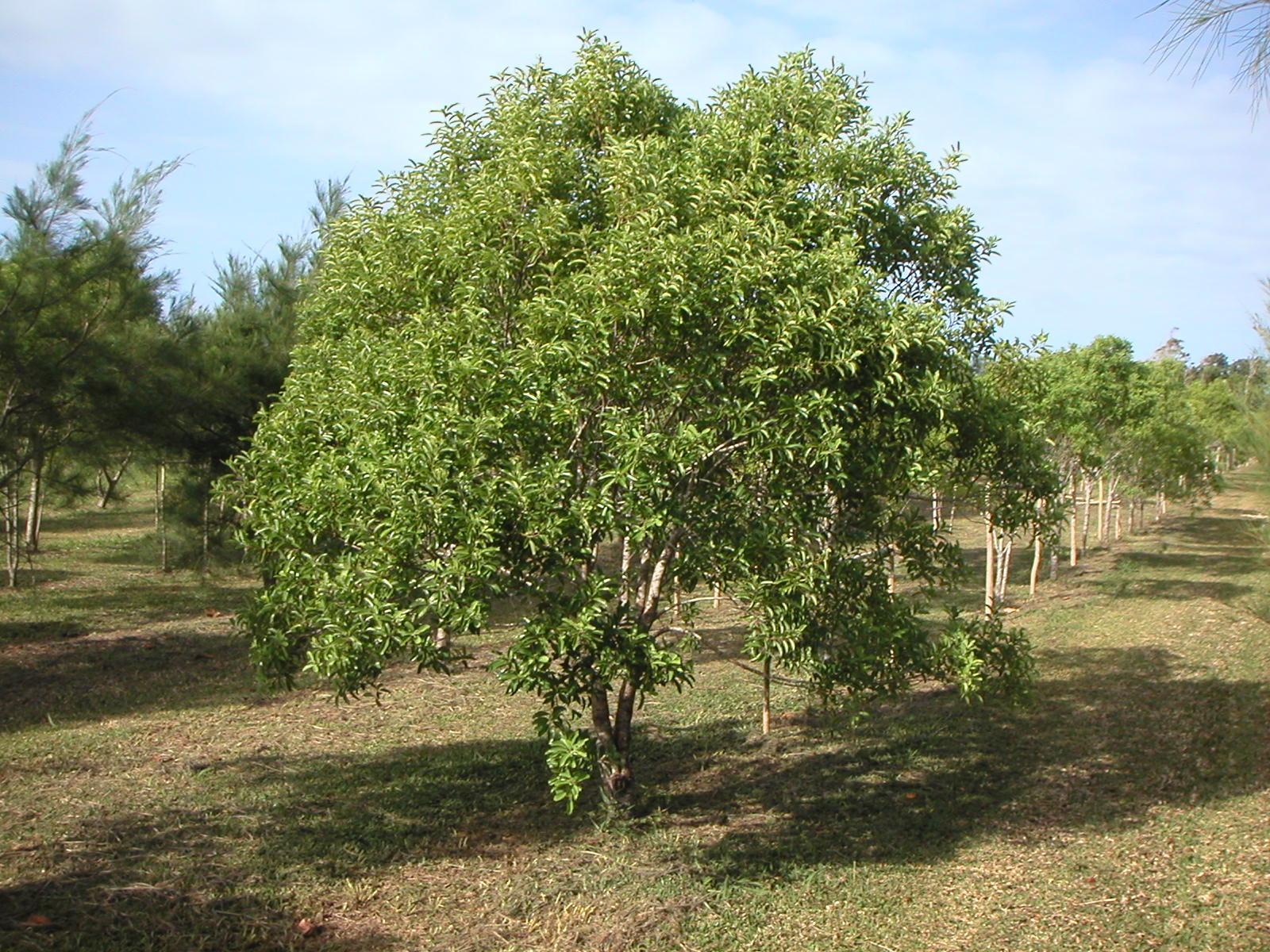 Official State Trees of India that you should know