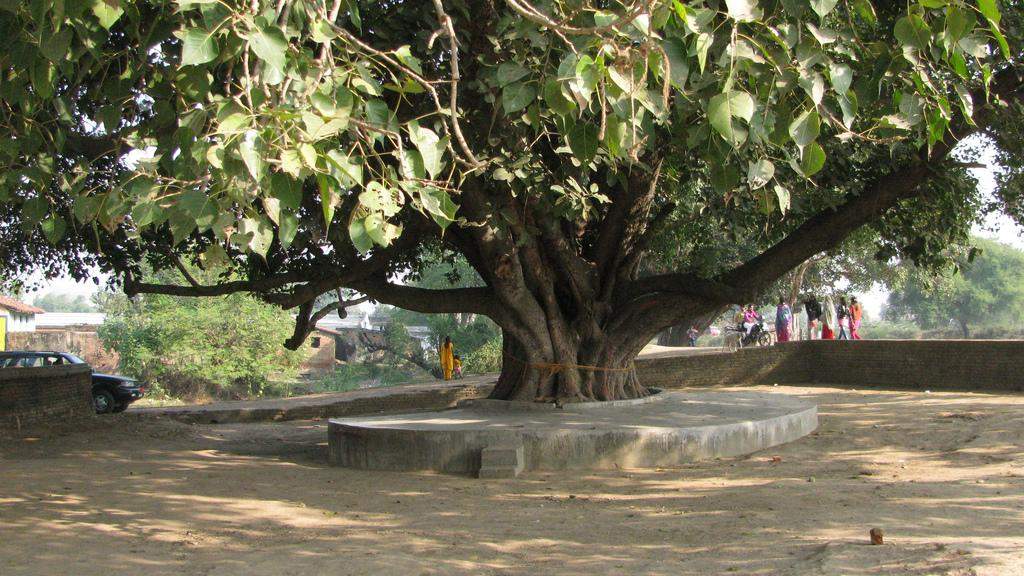 Official State Trees of India that you should know