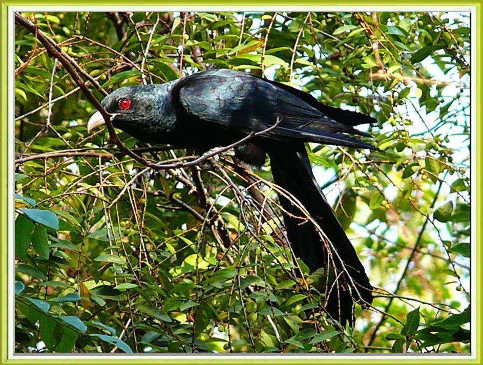 The Magnificent Official State Birds of India you just can’t miss