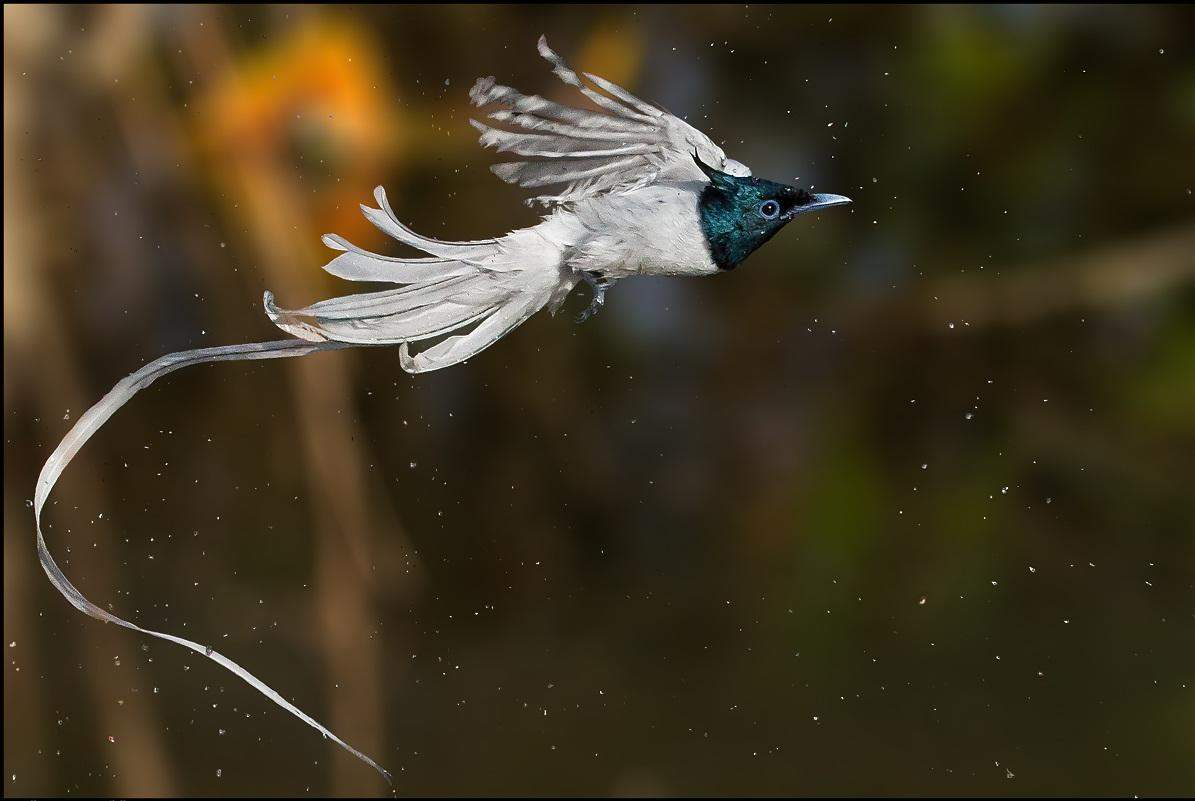 The Magnificent Official State Birds of India you just can’t miss