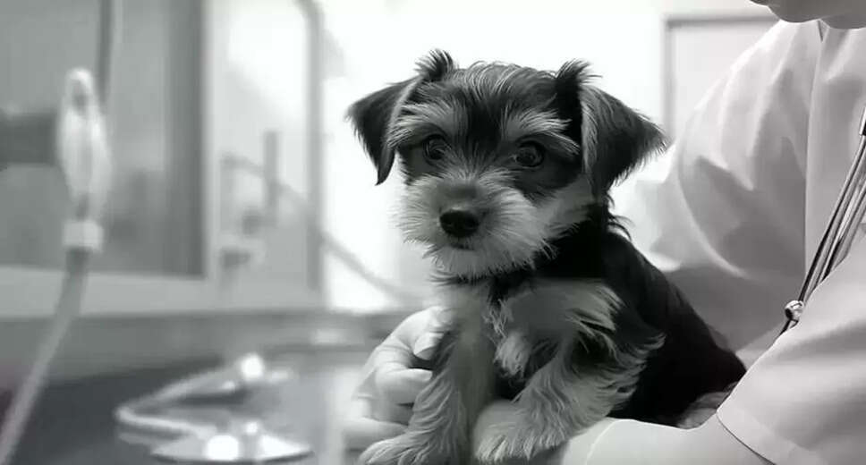 Essential Steps to Open a Pet Clinic in India