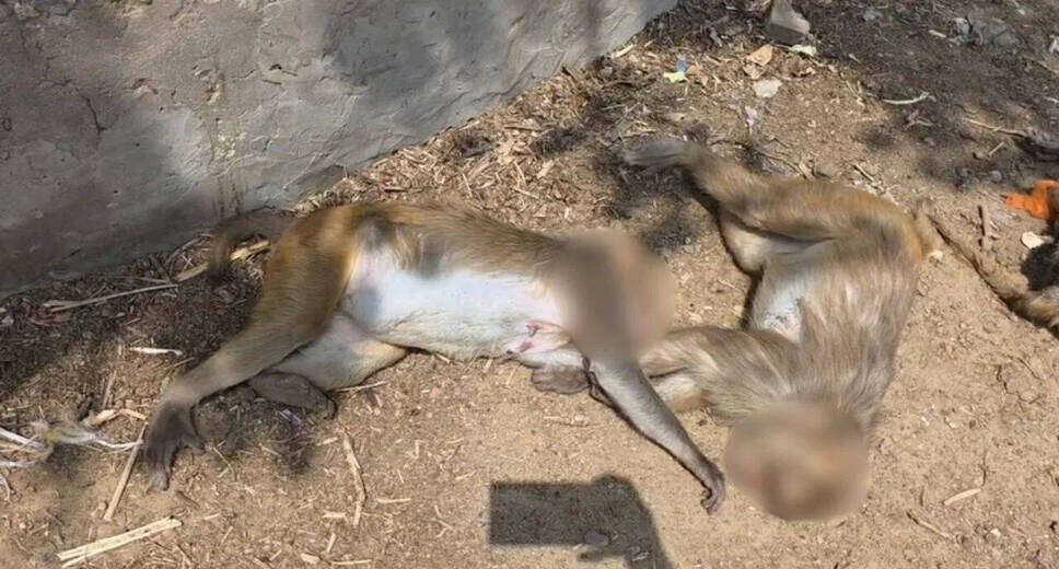 Foreign National Detained for Allegedly Killing Monkeys in Mathura
