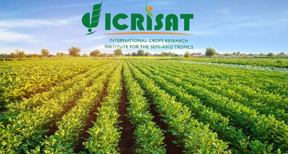 ICRISAT Recruitment 2023: A great opportunity has emerged to get a job (Sarkari Naukri) in ICRISAT. Applications have been sought to fill the posts of ICRISAT Scientific Officer (ICRISAT Recruitment 2023). Interested and eligible candidates who want to apply for these vacant posts (ICRISAT Recruitment 2023), can apply by visiting the official website of ICRISAT, careers.icrisat.org. The last date to apply for these posts (ICRISAT Recruitment 2023) is 12 January 2023.  Apart from this, candidates can also apply for these posts (ICRISAT Recruitment 2023) directly by clicking on this official link careers.icrisat.org. If you need more detailed information related to this recruitment, then you can view and download the official notification (ICRISAT Recruitment 2023) through this link ICRISAT Recruitment 2023 Notification PDF. A total of 1 post will be filled under this recruitment (ICRISAT Recruitment 2023) process.  Important Dates for ICRISAT Recruitment 2023  Online Application Starting Date –  Last date for online application - 12 January 2023  Vacancy details for ICRISAT Recruitment 2023  Total No. of Posts- Scientific Officer - 1 Post  Eligibility Criteria for ICRISAT Recruitment 2023  Scientific Officer - Post Graduate degree from recognized institute and experience  Age Limit for ICRISAT Recruitment 2023  The age of the candidates will be valid as per the rules of the department.  Salary for ICRISAT Recruitment 2023  according to the rules of the department  Selection Process for ICRISAT Recruitment 2023  Will be done on the basis of interview.  How to apply for ICRISAT Recruitment 2023  Interested and eligible candidates can apply through the official website of ICRISAT (careers.icrisat.org) latest by 12 January 2023. For detailed information in this regard, refer to the official notification given above.  If you want to get a government job, then apply for this recruitment before the last date and fulfill your dream of getting a government job. For more latest government jobs like this, you can visit naukrinama.com